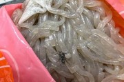 粉条爆料视频大全集最新,揭秘幕后真相，带你走进食品安全世界