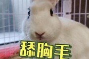 抖音网红宠物猪吃瓜,萌态可掬引网友热议