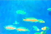 徐州海底爆料事件视频,揭秘惊人真相视频曝光
